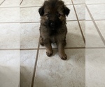 Small Photo #2 German Shepherd Dog Puppy For Sale in FAYETTEVILLE, NC, USA