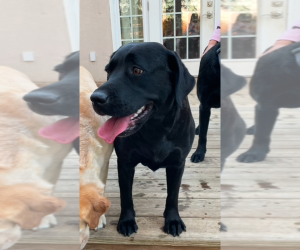 Medium Photo #1 Labrador Retriever Puppy For Sale in LIBERTY, SC, USA