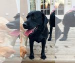 Small Photo #1 Labrador Retriever Puppy For Sale in LIBERTY, SC, USA