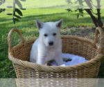 Small #2 German Shepherd Dog