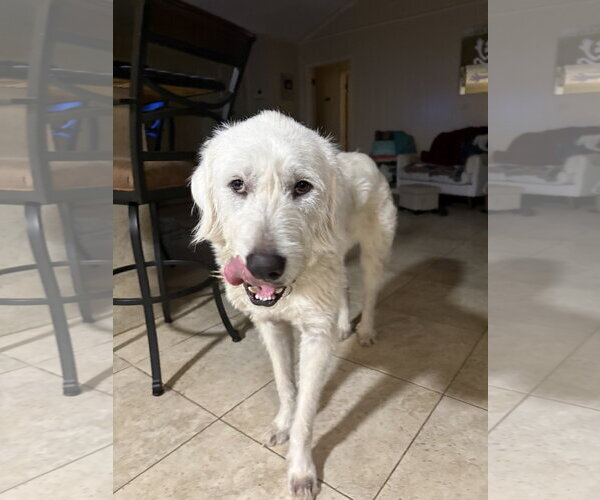 Medium Photo #2 Great Pyrenees-Unknown Mix Puppy For Sale in Houston, TX, USA