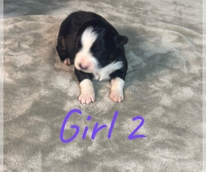 Medium Australian Shepherd