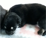 Small Photo #10 German Shepherd Dog Puppy For Sale in CORNING, CA, USA
