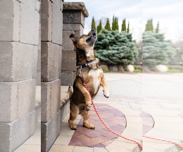 Medium Photo #5 Mutt Puppy For Sale in St. Louis Park, MN, USA