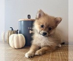 Small #5 Pomeranian