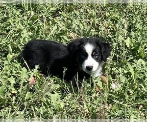 Miniature Australian Shepherd Puppy for sale in FORT MORGAN, CO, USA
