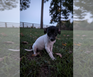 Rat Terrier Puppy for sale in SHIPSHEWANA, IN, USA