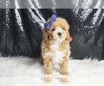 Small #2 Maltipoo