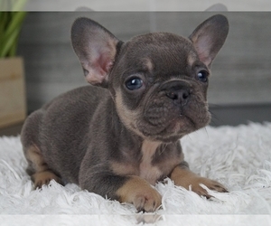 French Bulldog Puppy for sale in NEW YORK, NY, USA