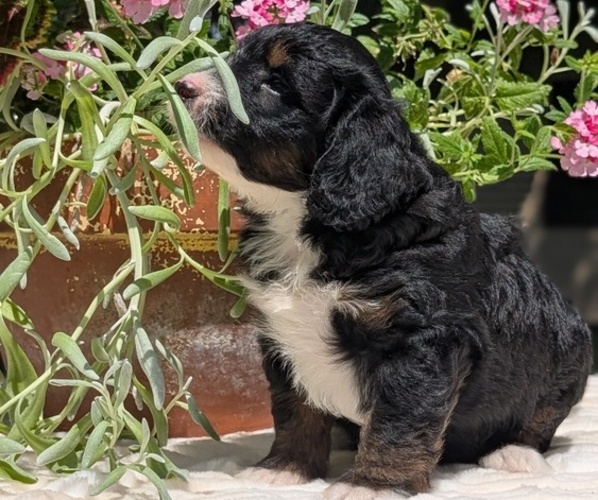 Medium Photo #35 Miniature Bernedoodle Puppy For Sale in GOSHEN, IN, USA