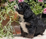 Small #5 Miniature Bernedoodle