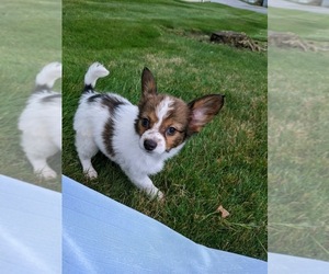 Papillon Puppy for sale in MILLERSBURG, OH, USA