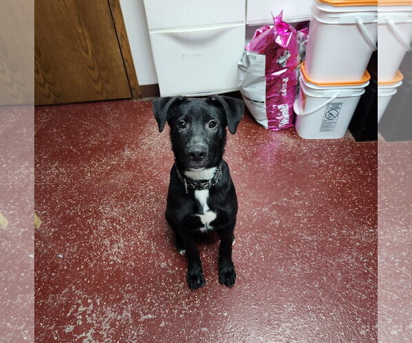 Medium Photo #8 Border Collie-Unknown Mix Puppy For Sale in Fargo, ND, USA