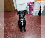 Small #7 Border Collie Mix