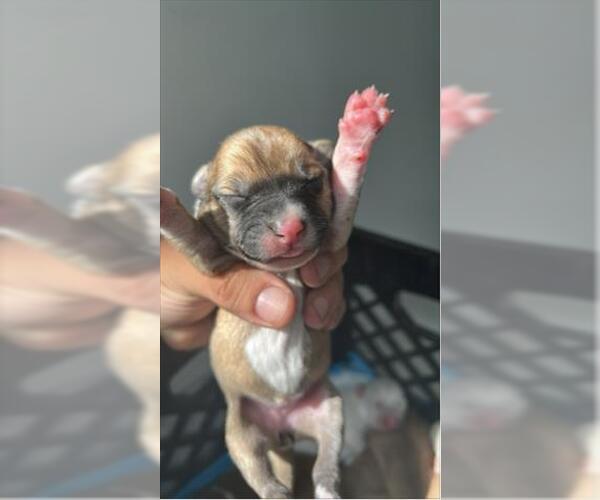 Medium Photo #1 Shepradors Puppy For Sale in Houston, TX, USA