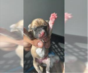 Shepradors Dogs for adoption in Houston, TX, USA