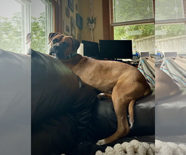Medium Photo #2 Boxer Puppy For Sale in Dumont, NJ, USA