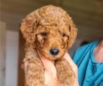 Small #2 Poodle (Standard)