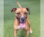 Small #1 Boxer Mix