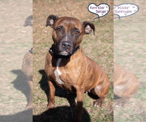 Medium Photo #4 American Staffordshire Terrier-Unknown Mix Puppy For Sale in Lee's Summit, MO, USA