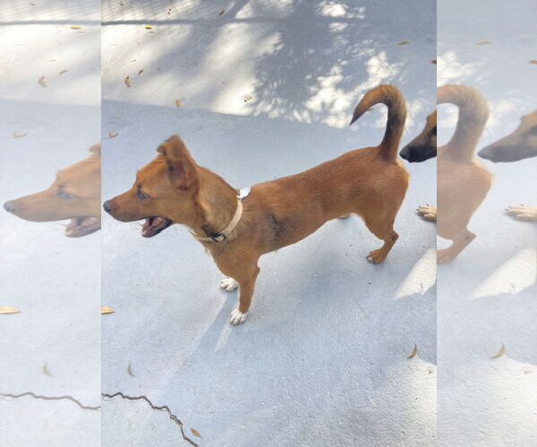 Medium Photo #8 Mutt Puppy For Sale in San Diego, CA, USA