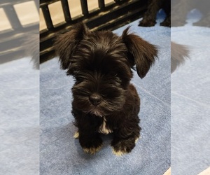 Schnauzer (Miniature) Puppy for sale in ELGIN, IA, USA