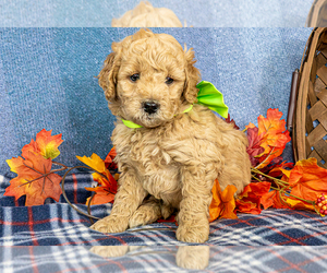 Goldendoodle (Miniature) Puppy for sale in ROY, UT, USA