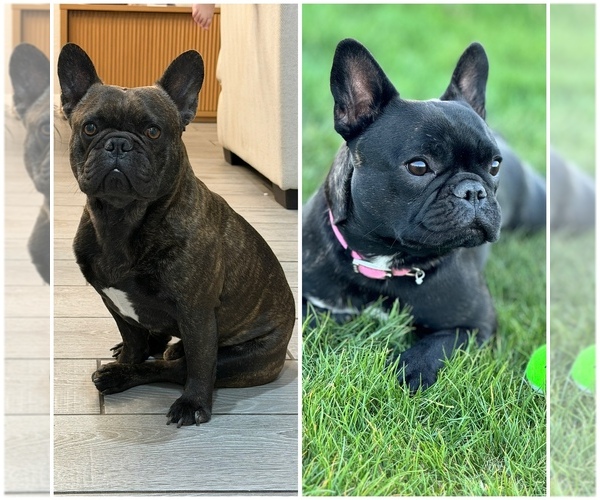 Medium Photo #1 French Bulldog Puppy For Sale in LAVEEN, AZ, USA