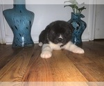 Small Photo #13 Akita Puppy For Sale in UNION CITY, GA, USA