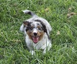 Small Photo #20 Miniature Australian Shepherd Puppy For Sale in EVERTON, MO, USA