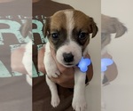 Puppy Puppy 3 Jack Russell Terrier