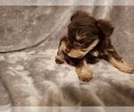 Small Photo #4 Schnauzer (Miniature) Puppy For Sale in FAYETTEVILLE, NC, USA