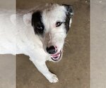 Small Photo #1 Border Collie-Dalmatian Mix Puppy For Sale in Norman, OK, USA