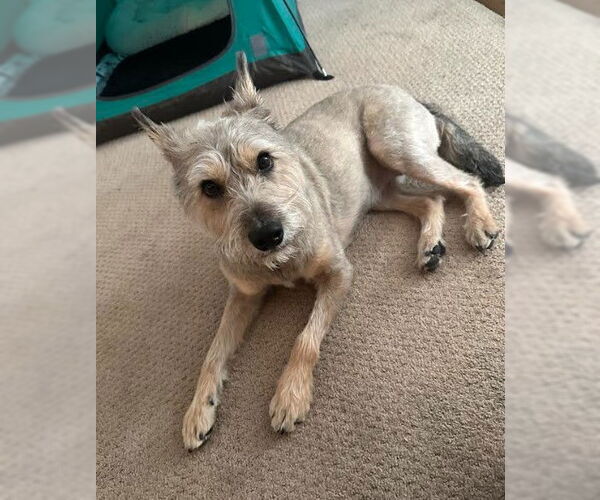 Medium Photo #2 Mutt Puppy For Sale in San Diego, CA, USA