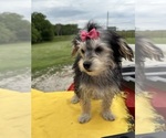 Small #7 Morkie