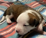 Small Photo #6 Chi-Chi Puppy For Sale in SOUTHERN PINES, NC, USA