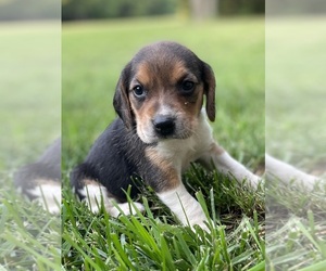 Beagle Puppy for sale in FORDLAND, MO, USA