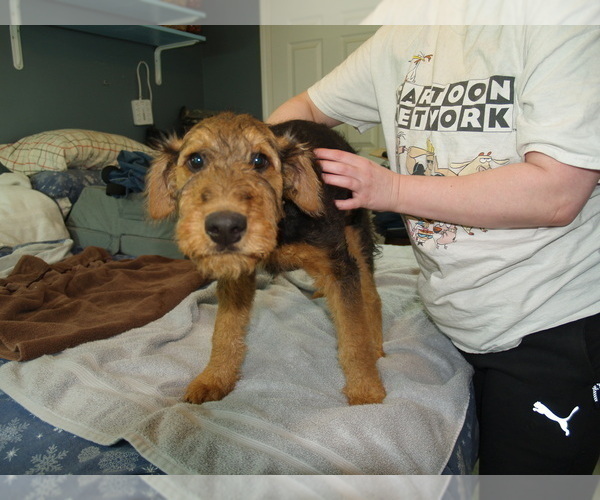 Medium Photo #51 Airedale Terrier Puppy For Sale in CHARLESTOWN, IN, USA
