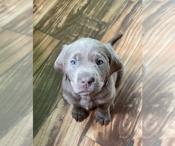 Medium Photo #12 Labrador Retriever Puppy For Sale in HADLOCK, WA, USA