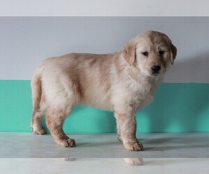Golden Retriever Puppy for sale in FREDERICKSBURG, OH, USA