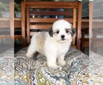 Maverick - Male Mal-Shi Puppy for Sale - Photo #10