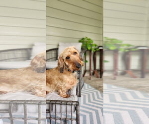Dachshund Dogs for adoption in Fruitland, SC, USA