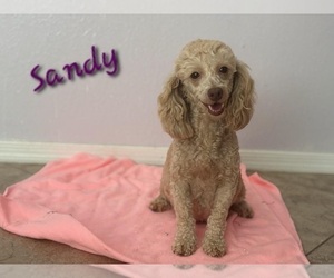 Mother of the Poodle (Toy) puppies born on 07/09/2025