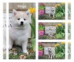 Small Photo #17 American Eskimo Dog-Pomsky Mix Puppy For Sale in NILES, OH, USA