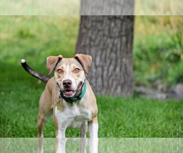 Medium Photo #3 Mutt Puppy For Sale in Sandy, UT, USA