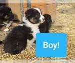 Small Photo #6 Australian Shepherd Puppy For Sale in LEWISBURG, TN, USA