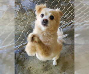 Bentley - Male Shiranian Dog for Adoption - Photo #3
