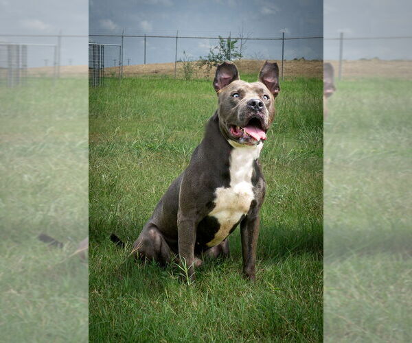 Medium Photo #1 Mutt Puppy For Sale in Abbeville, LA, USA