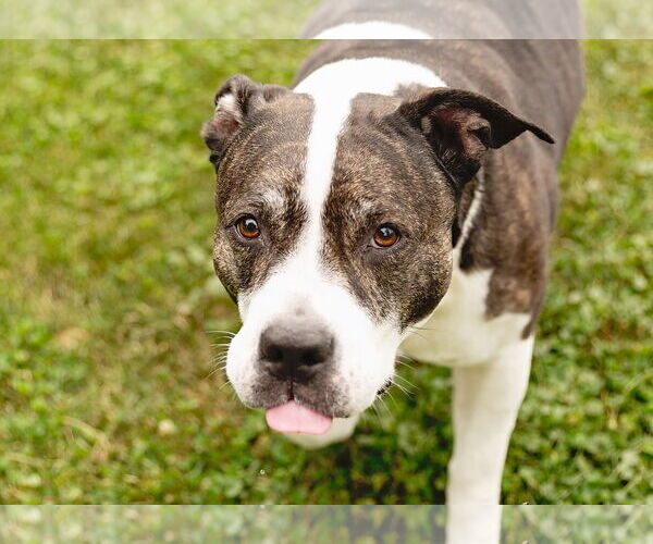 Medium Photo #2 American Staffordshire Terrier-Unknown Mix Puppy For Sale in Crete, IL, USA