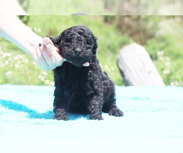 Medium Photo #13 Poodle (Standard) Puppy For Sale in UNION CITY, TN, USA
